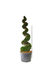 Cis pospolity Taxus baccata