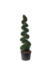 Cis pospolity Taxus baccata