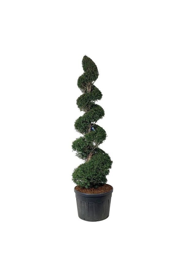 Cis pospolity Taxus baccata