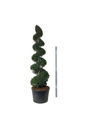 Cis pospolity Taxus baccata