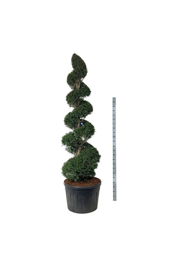 Cis pospolity Taxus baccata