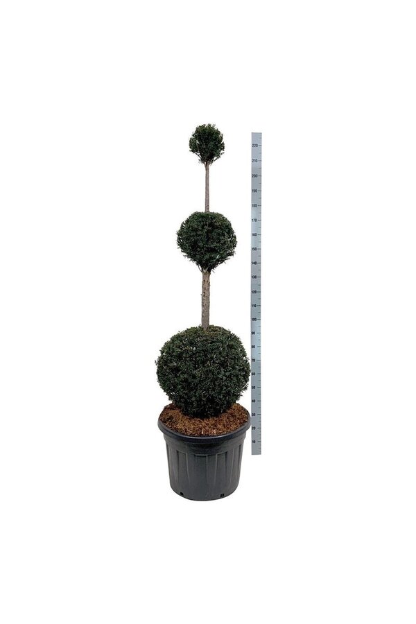 Cis pospolity Taxus baccata