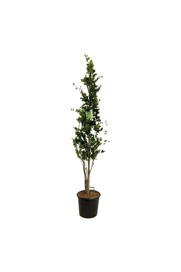 Buk Fagus Dawyck