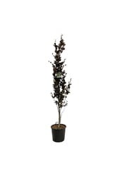 Buk Fagus Dawyck Purple