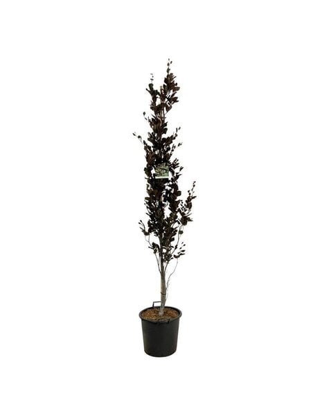 Fagus