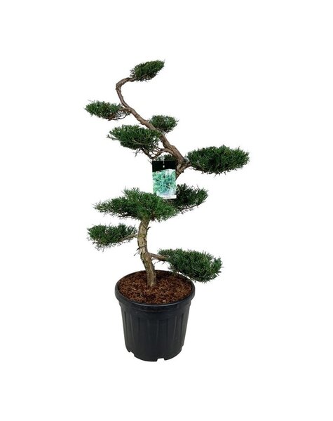 Juniperus