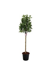 Magnolia Soulange'a