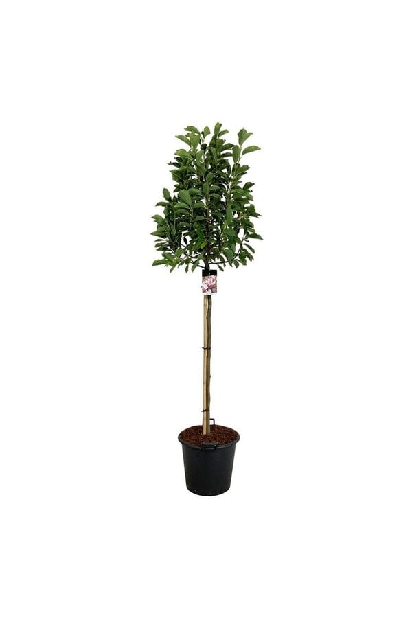 Magnolia Soulange'a