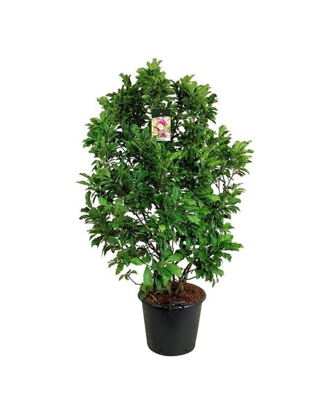 Magnolia