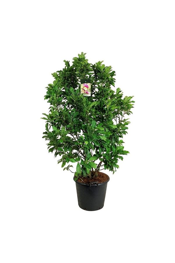 Magnolia Susan