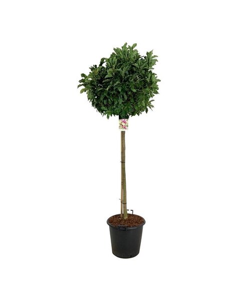 Magnolia
