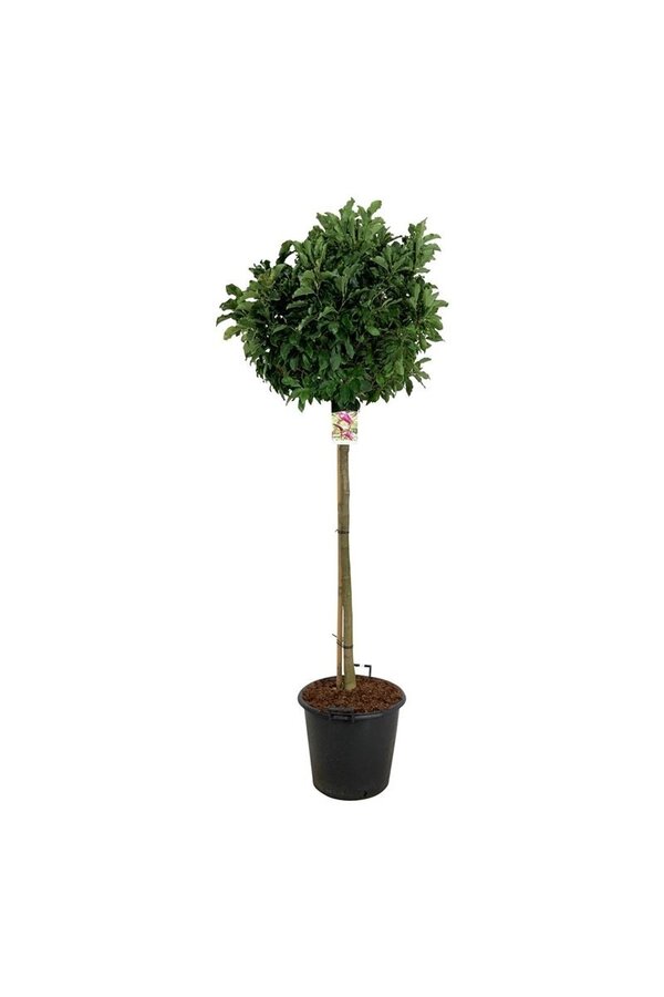 Magnolia Susan