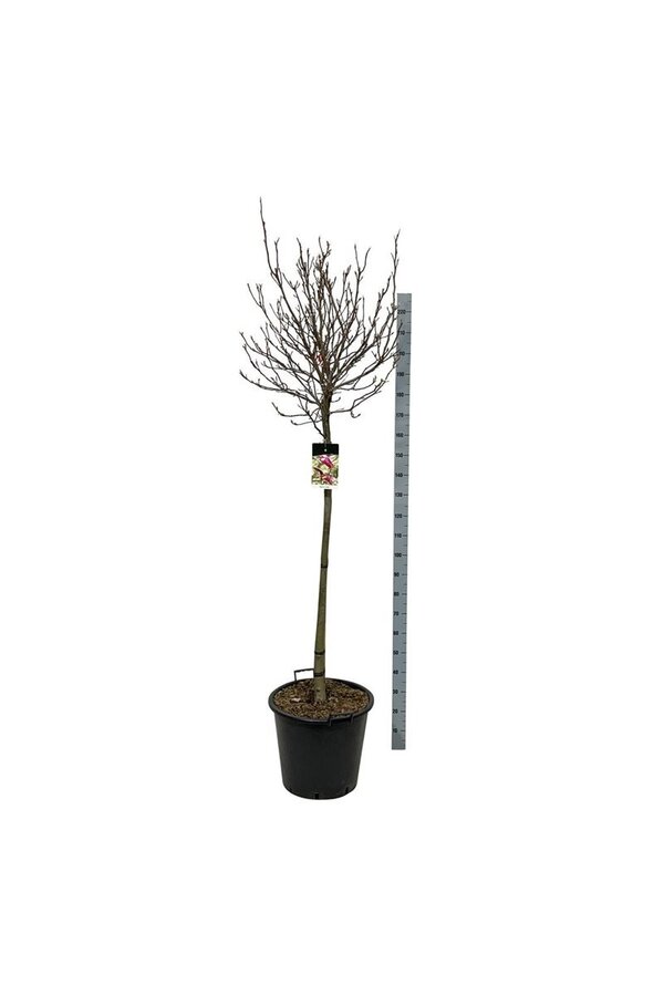 Magnolia Susan