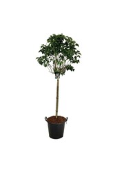 Lilak Syringa Beauty of Moscow