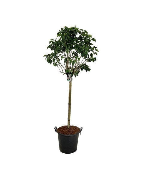 Syringa