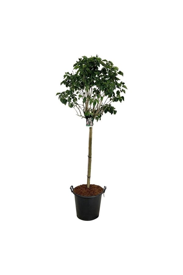 Lilak Syringa Beauty of Moscow
