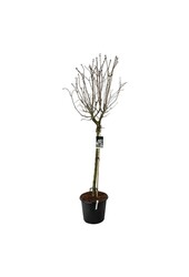 Lilak Syringa Beauty of Moscow