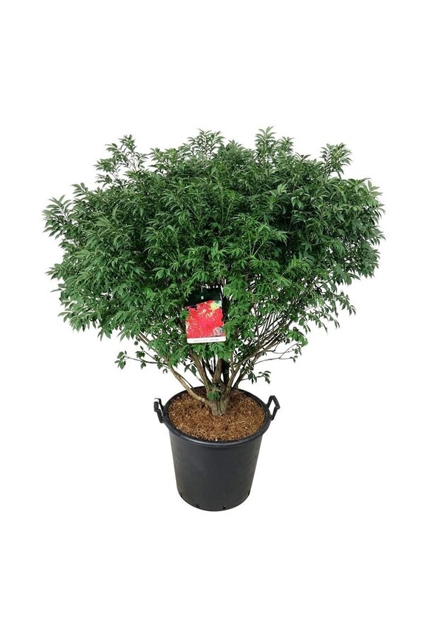 Trzmielina oskrzydlona Euonymus alatus Compactus