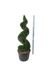 Cis pospolity Taxus baccata