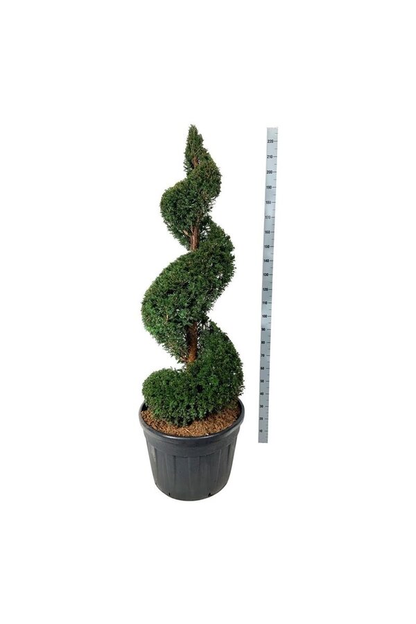 Cis pospolity Taxus baccata