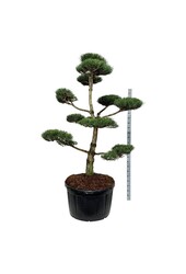Sosna Pinus nigra nigra