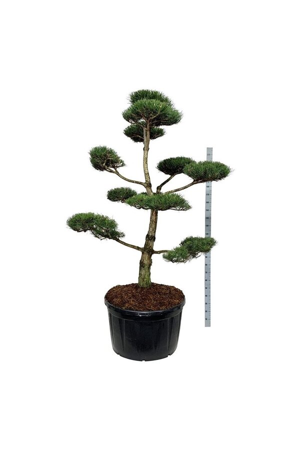 Sosna Pinus nigra nigra