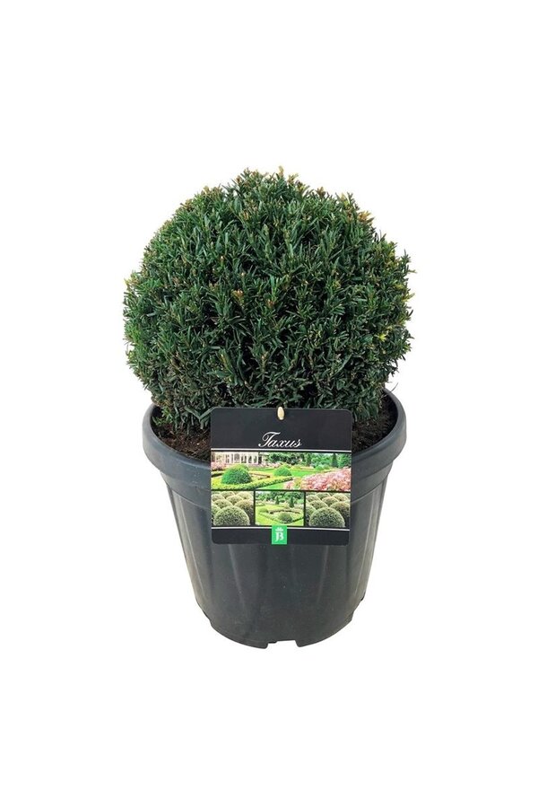 Cis pospolity Taxus Höpkens Gigant