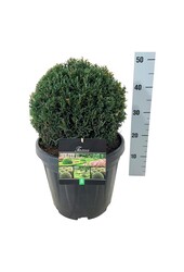 Cis pospolity Taxus Höpkens Gigant