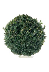 Cis pospolity Taxus Höpkens Gigant