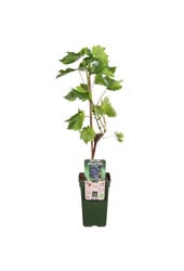 Winogrono Regent