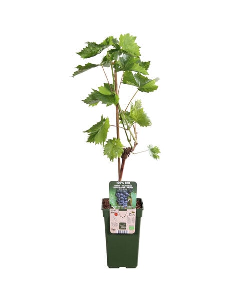 Winogrono