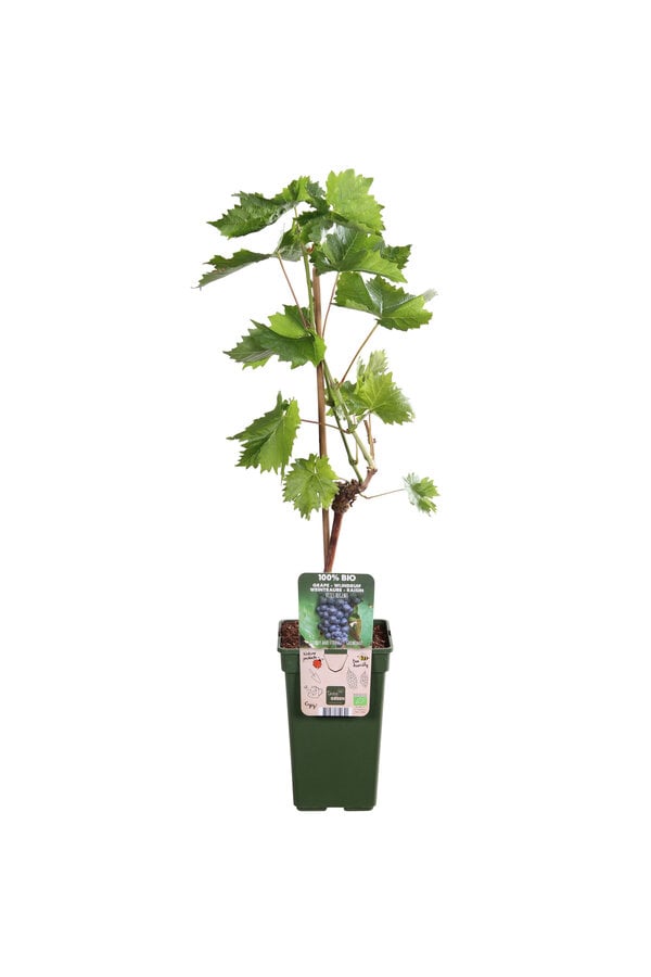 Winogrono Regent
