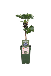 Winogrono Regent