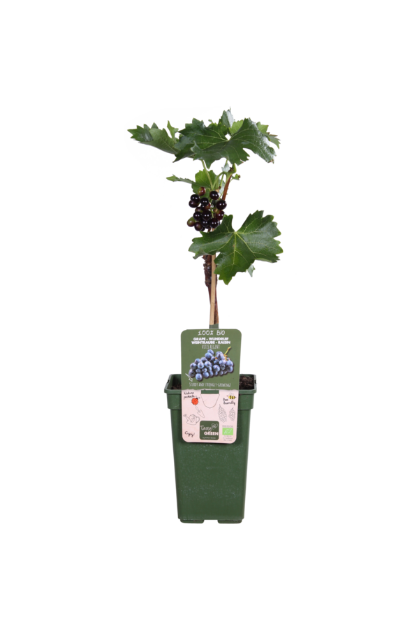 Winogrono Regent