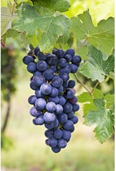 Winogrono Regent