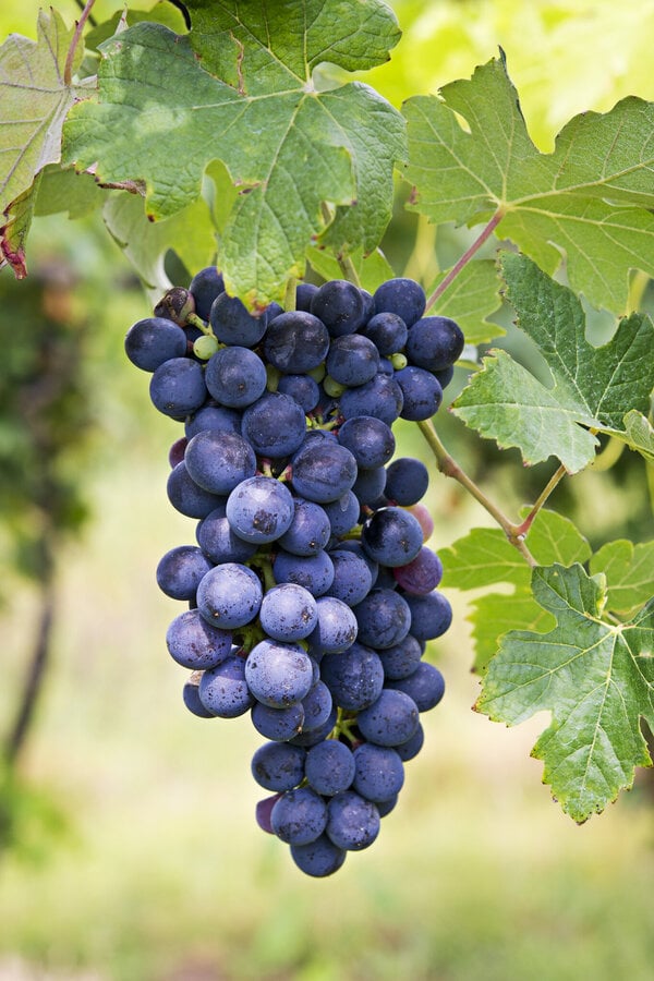 Winogrono Regent
