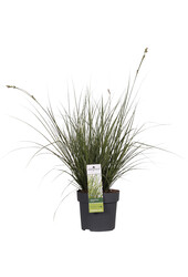 Turzyca Variegata