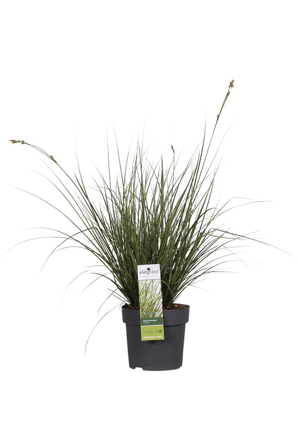 Turzyca Variegata