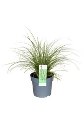 Turzyca Variegata