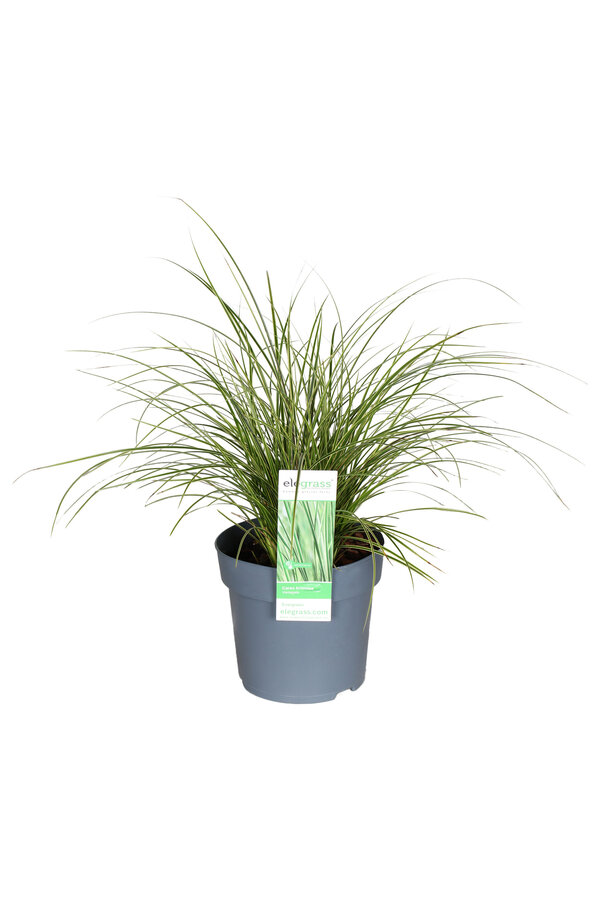 Turzyca Variegata