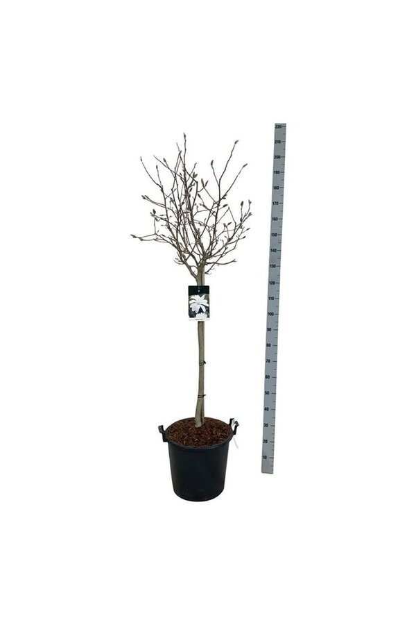 Magnolia gwiaździsta