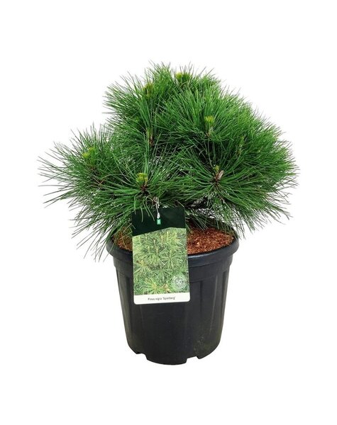 Pinus