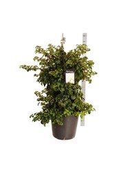 Hortensja pnąca Hydrangea petiolaris