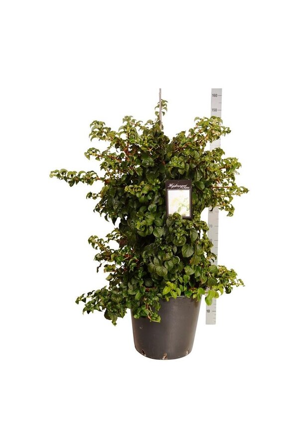 Hortensja pnąca Hydrangea petiolaris