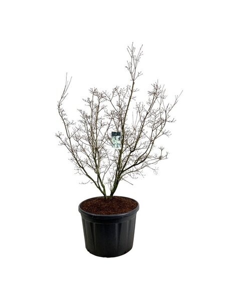 Cornus