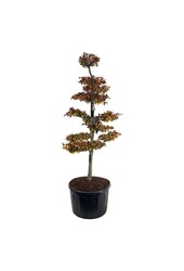 Buk Fagus Atropunicea