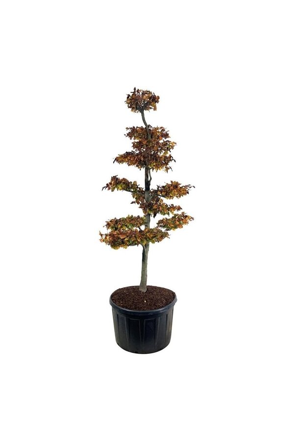 Buk Fagus Atropunicea