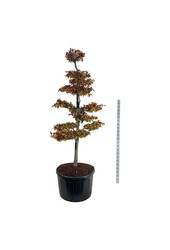 Buk Fagus Atropunicea