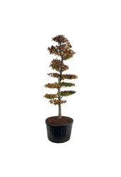 Buk Fagus Atropunicea