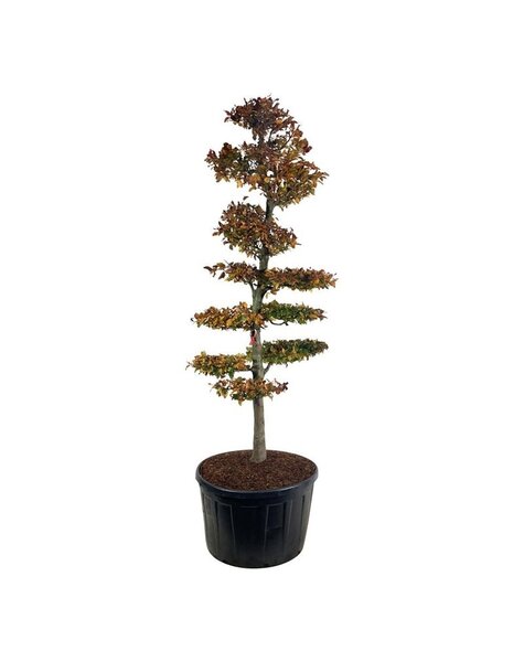 Fagus